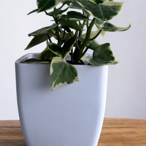 english helix ivy in a white pot
