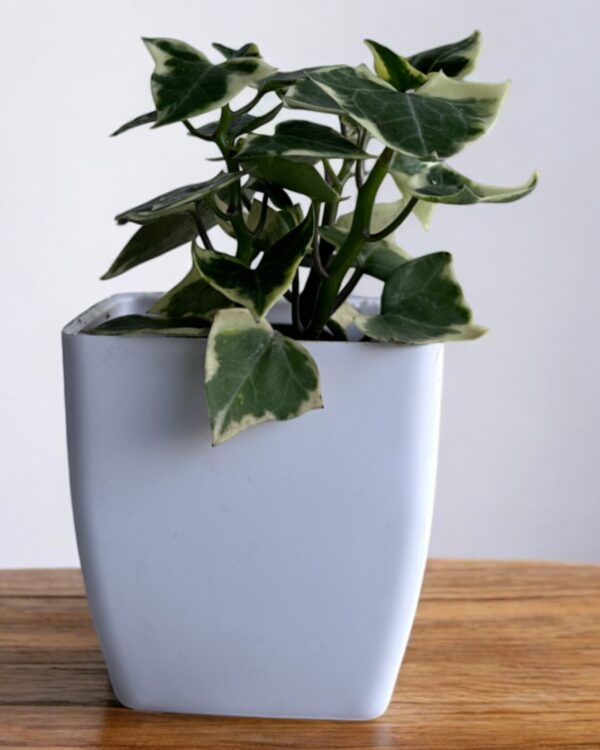english helix ivy in a white pot