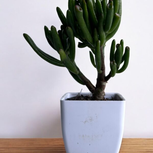 finger gollum crassula in a white pot
