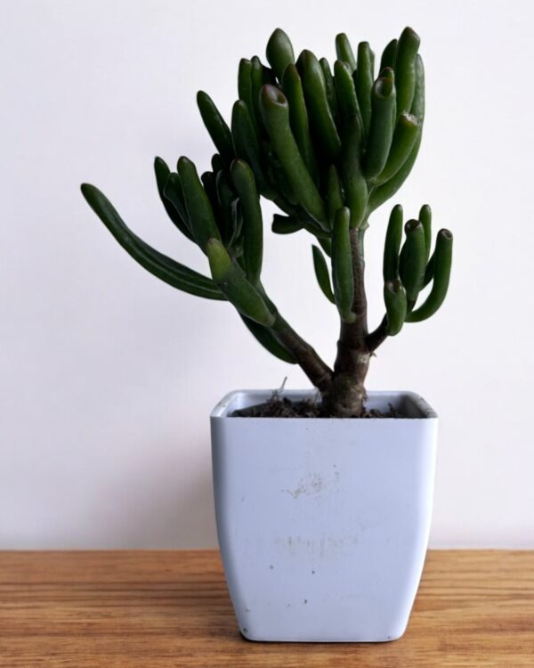 finger gollum crassula in a white pot