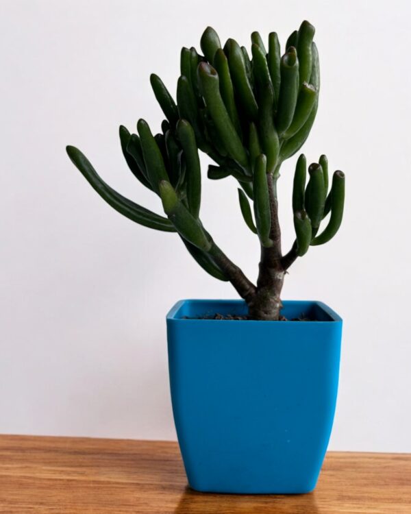 finger gollum crassula in a blue pot