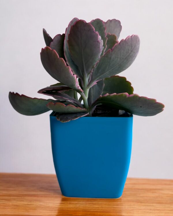 kalanchoe variegated in a blue pot
