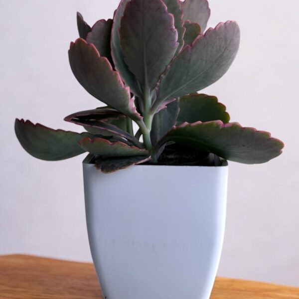 kalanchoe variegated in a white pot