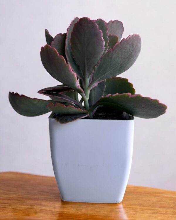 kalanchoe variegated in a white pot