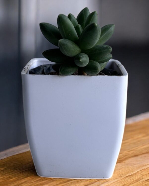 green hammer stone in a white pot