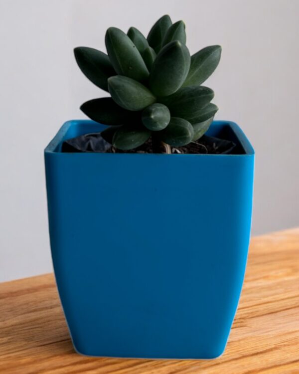 green hammer stone in a blue pot
