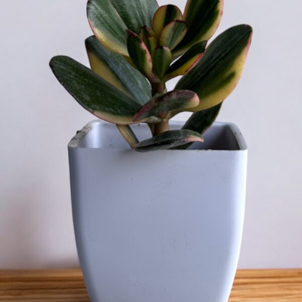 yellow crassula ovata in a white pot