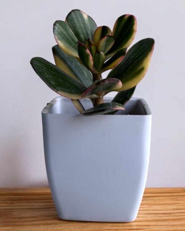 yellow crassula ovata in a white pot