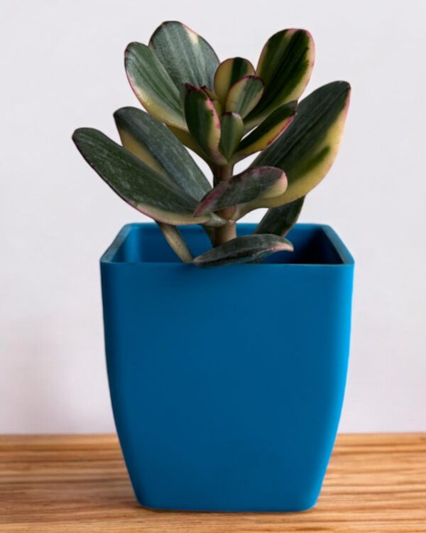 yellow crassula ovata in a blue pot