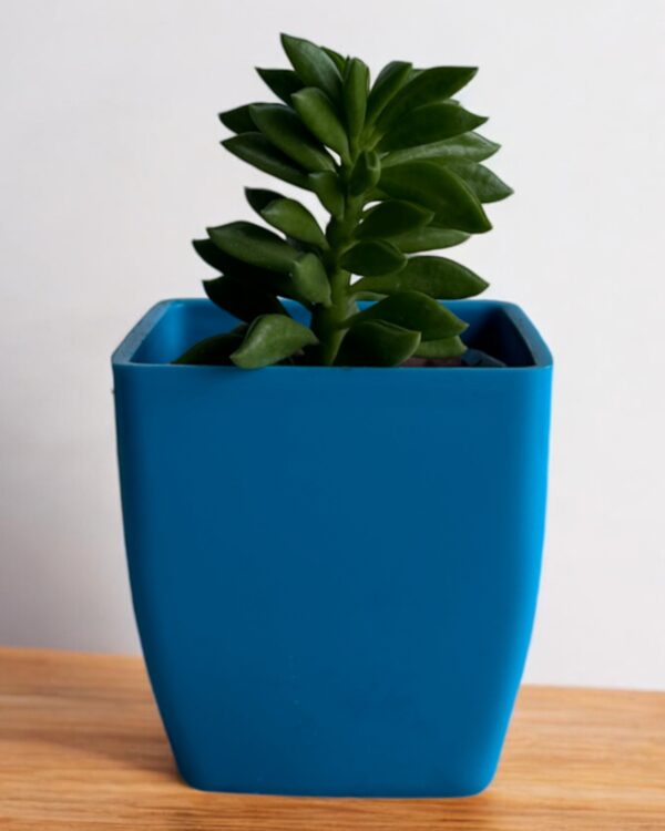 aeonium axalis in a blue pot