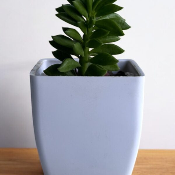 aeonium axalis in a white pot