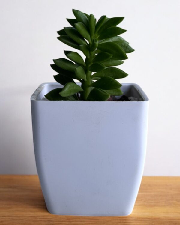 aeonium axalis in a white pot