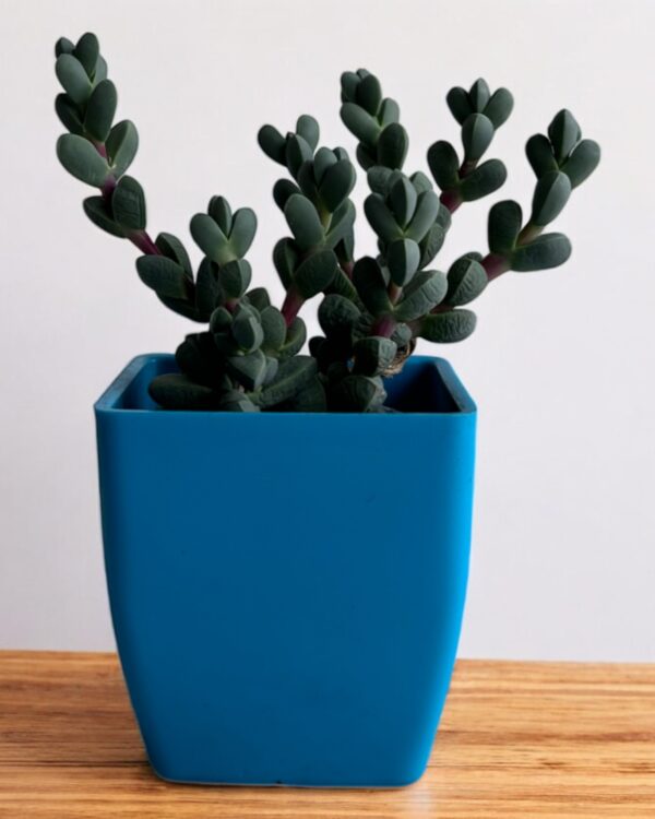 corpuscularia lehmani in a blue pot