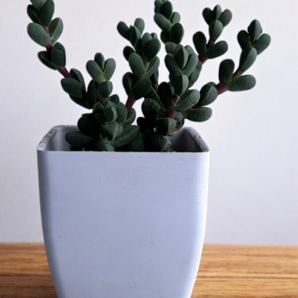 corpuscularia lehmani in a white pot