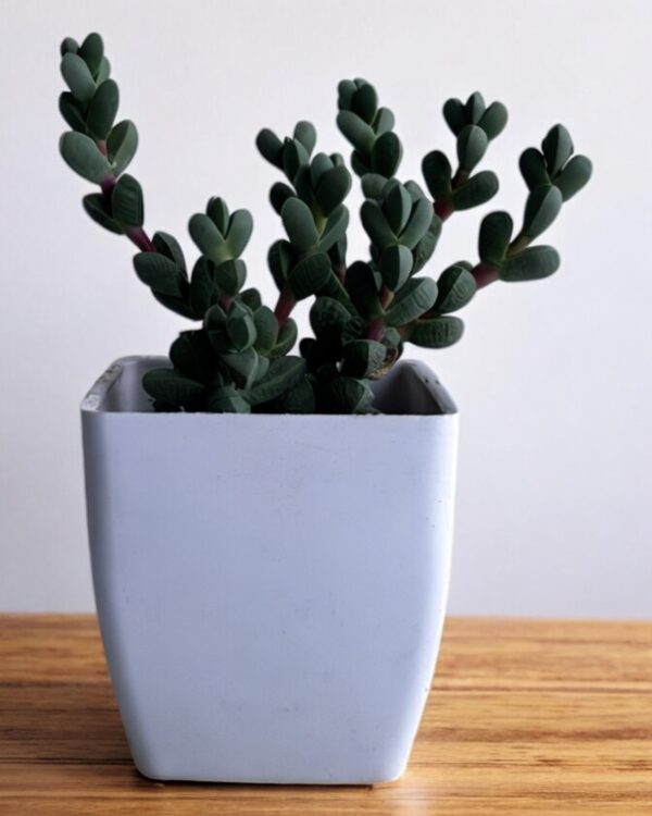 corpuscularia lehmani in a white pot