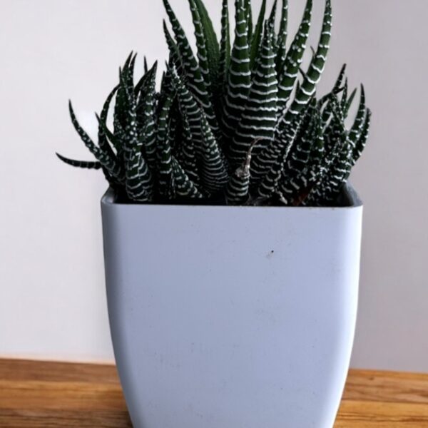 zebra haworthia in a white pot