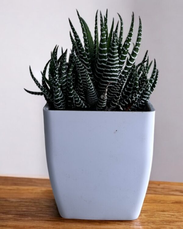 zebra haworthia in a white pot