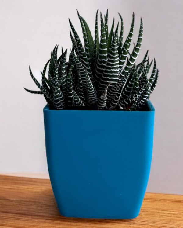 zebra haworthia in a blue pot