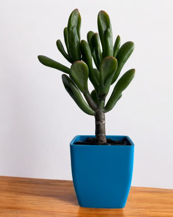 orgeo ears in a blue pot