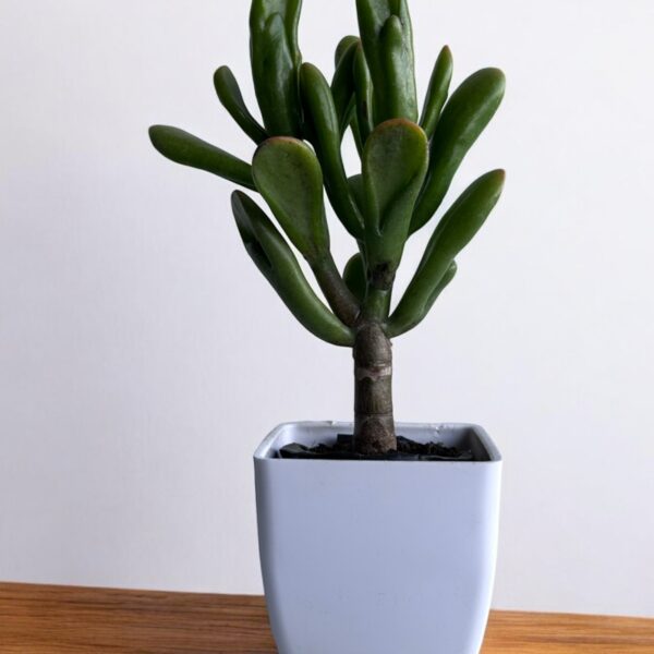 orgeo ears in a white pot