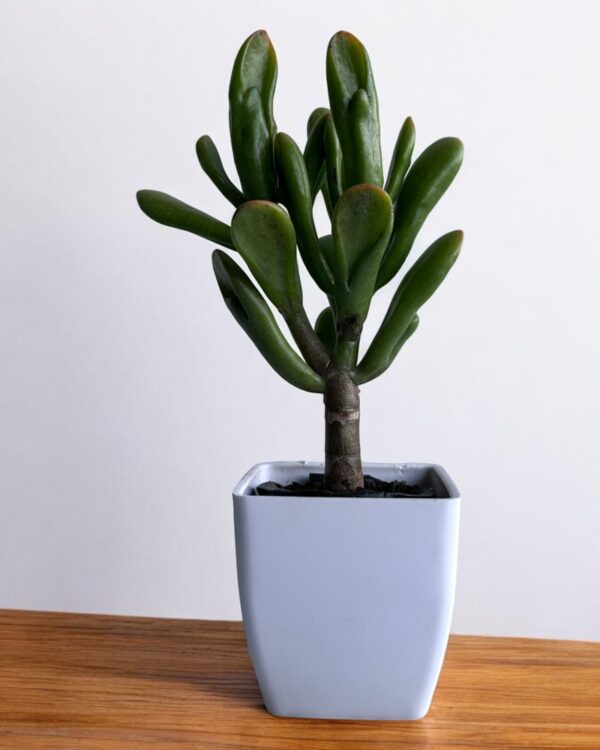 orgeo ears in a white pot
