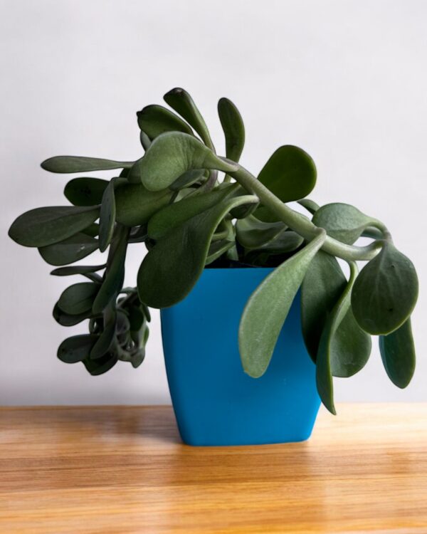 hanging crassula in a blue pot
