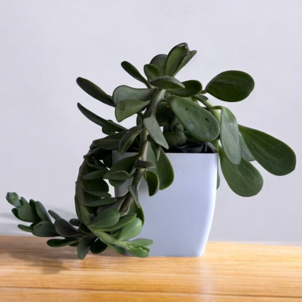 hanging crassula in a white pot