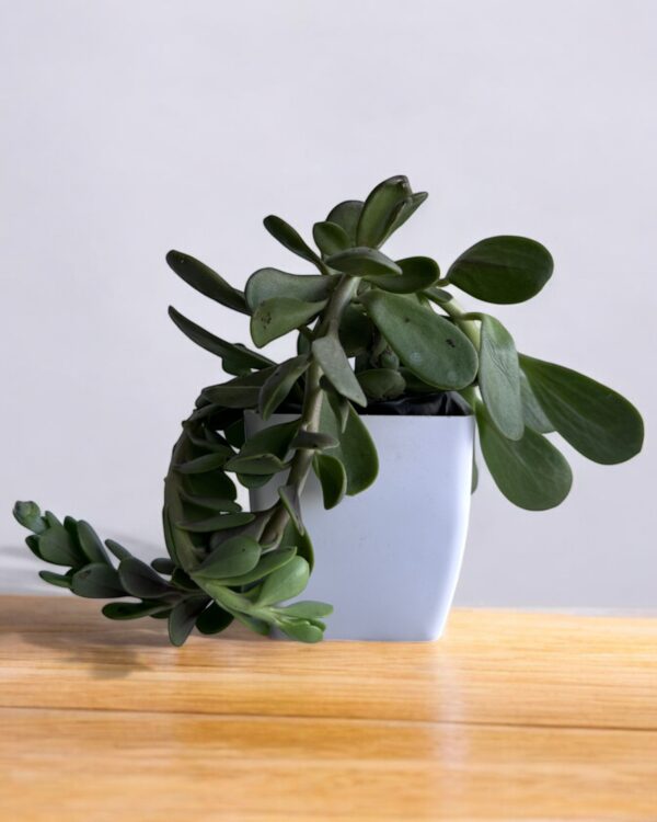 hanging crassula in a white pot