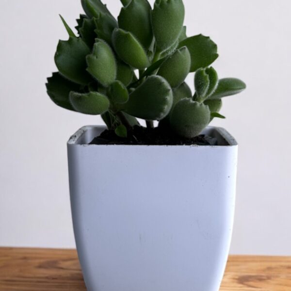 bear paws in a white pot