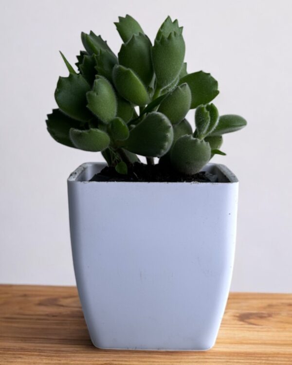 bear paws in a white pot