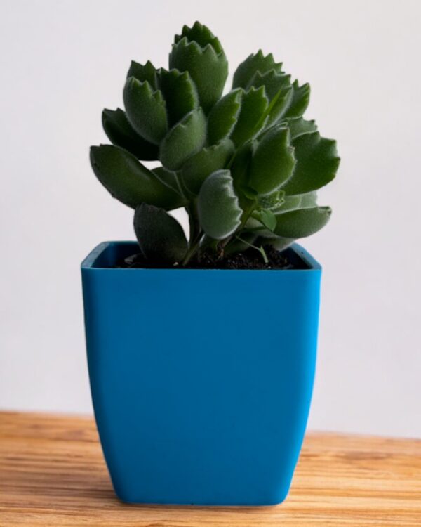 bear paws in a blue pot