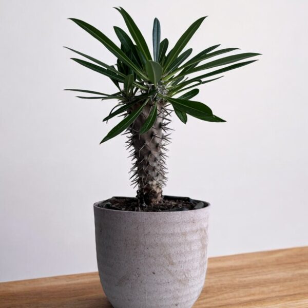 pachypodium lemaria in a grey pot