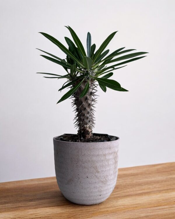 pachypodium lemaria in a grey pot