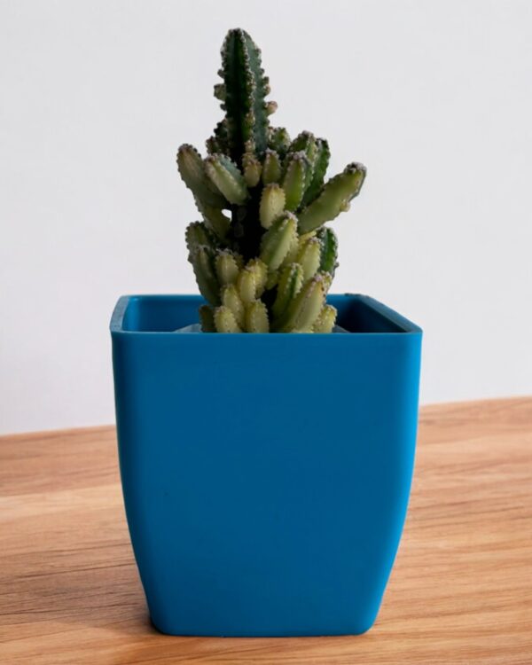 faircastle variegated in a blue pot