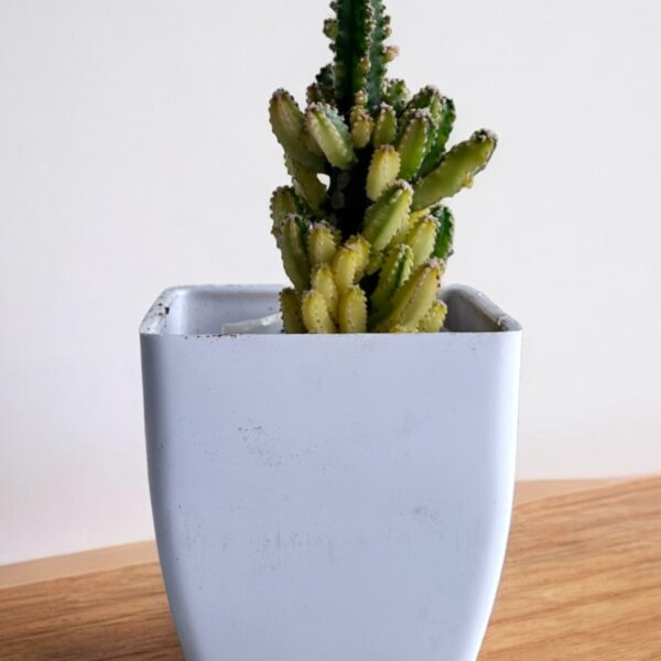 faircastle variegated in a white pot