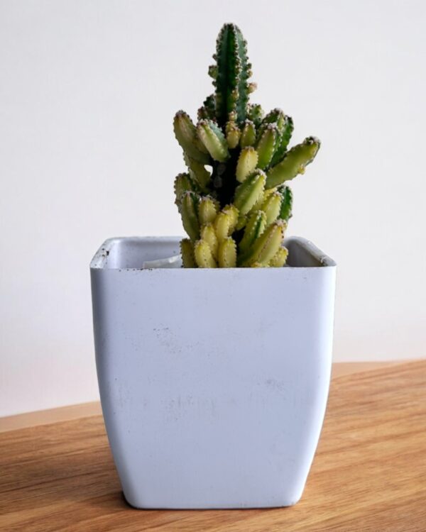 faircastle variegated in a white pot