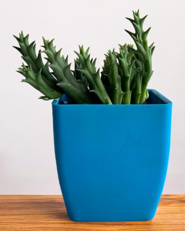 star cactus in a blue pot