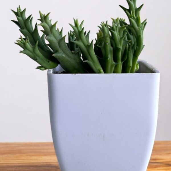 star cactus in a white pot