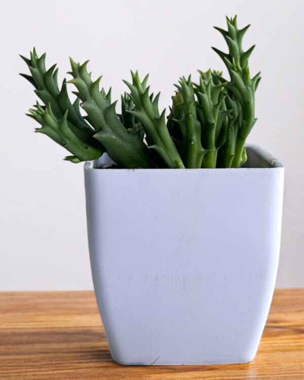 star cactus in a white pot