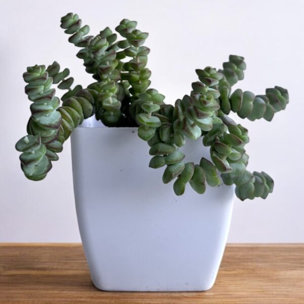 necklace crassula in a white pot