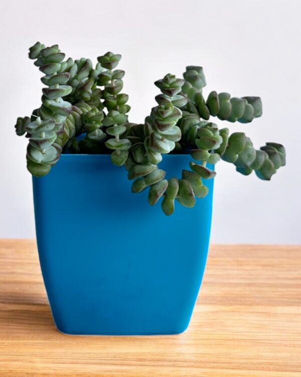 necklace crassula in a blue pot