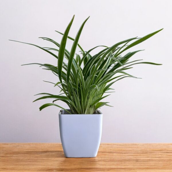 spider plant variegated in a white pot