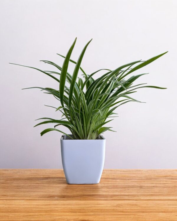 spider plant variegated in a white pot
