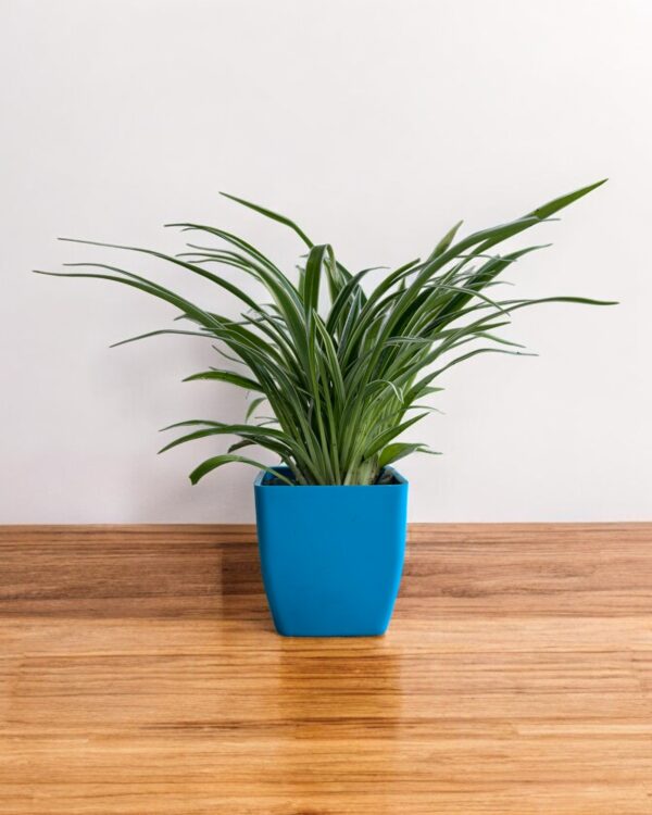 spider plant variegated in a blue pot