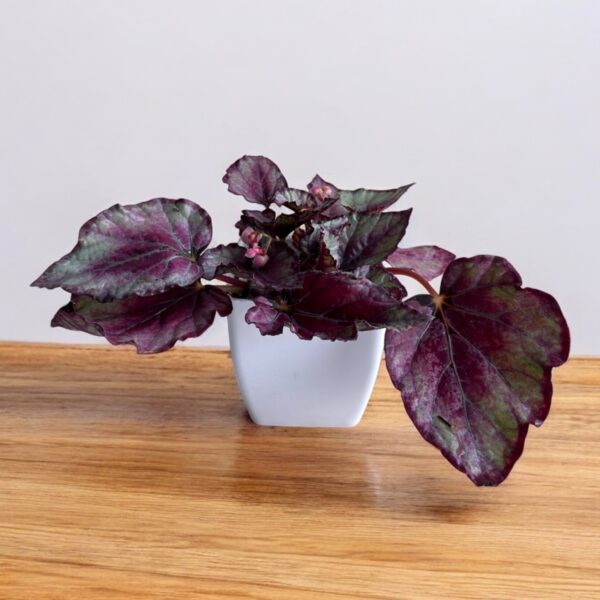 rex begonia in a white pot