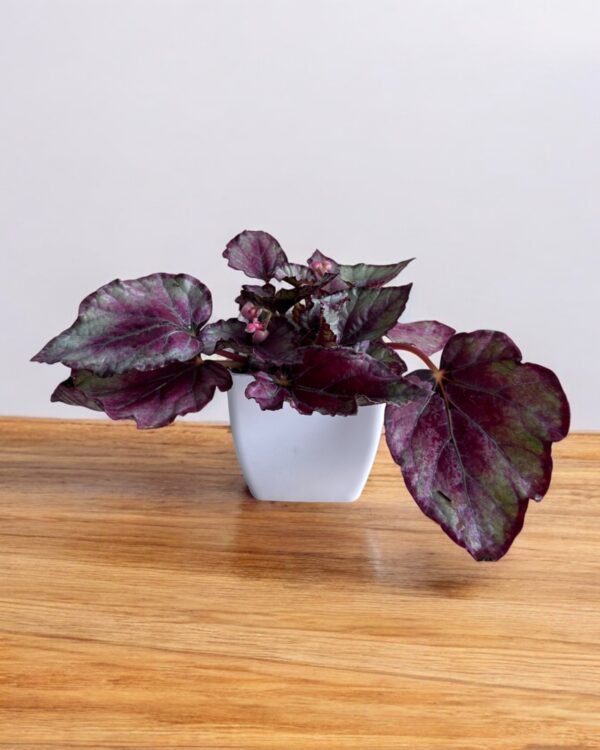 rex begonia in a white pot
