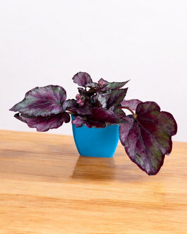 rex begonia in a blue pot