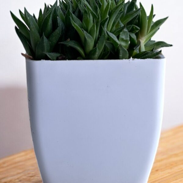 haworthia clumps in a white pot
