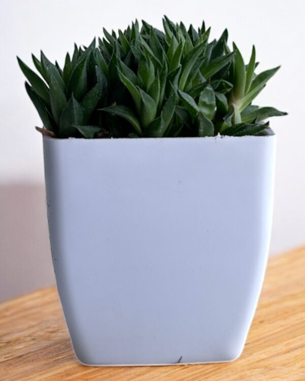 haworthia clumps in a white pot