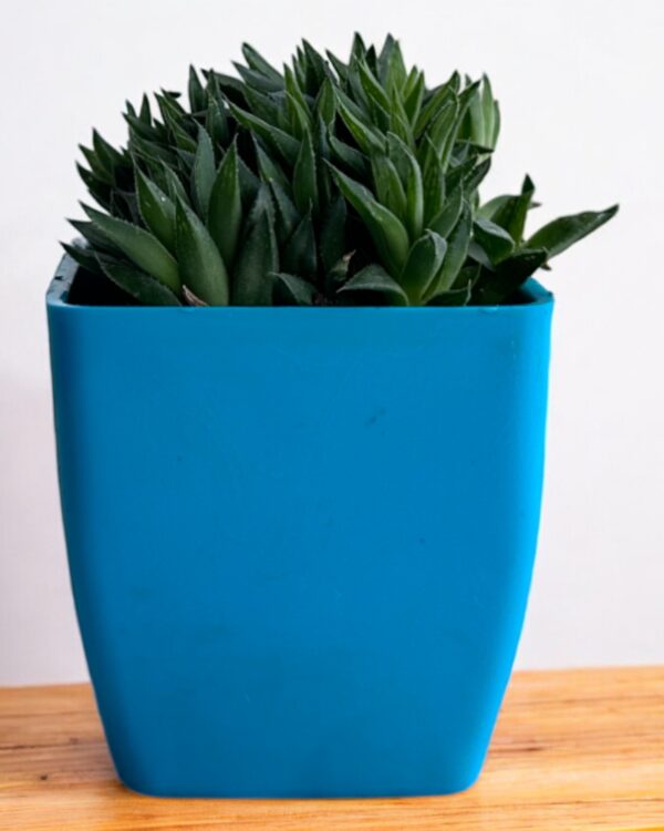 haworthia clumps in a blue pot
